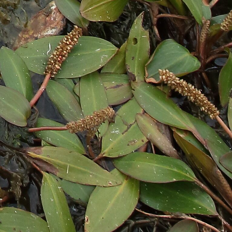 Potamogeton nodosus fruit