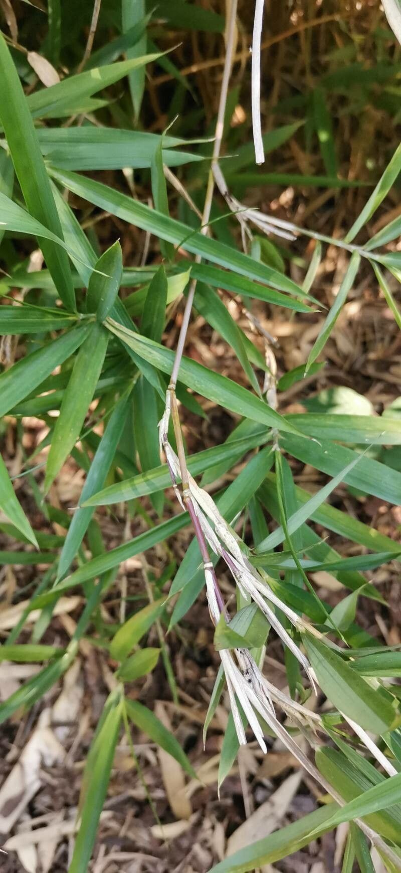 Arundinaria argenteostriata bark