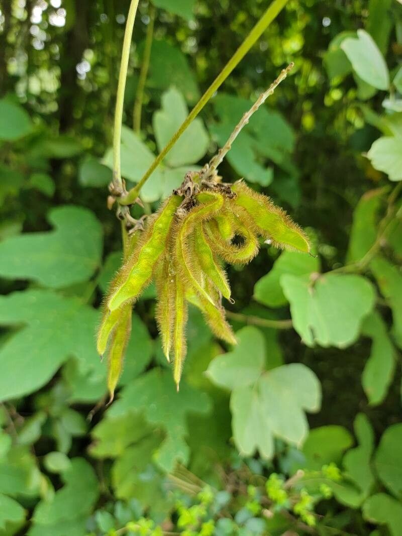 Pueraria montana fruit