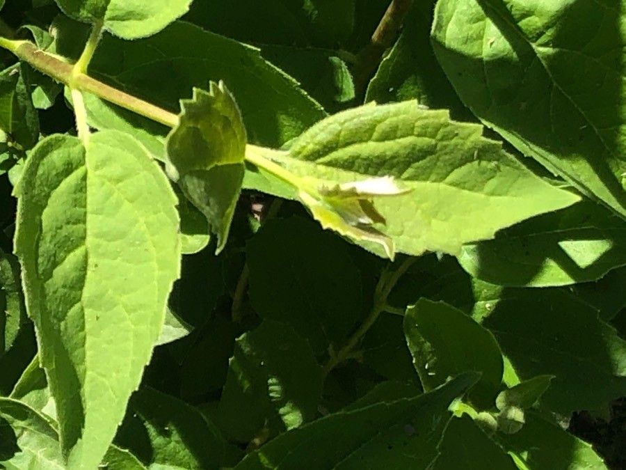 Philadelphus tomentosus leaf
