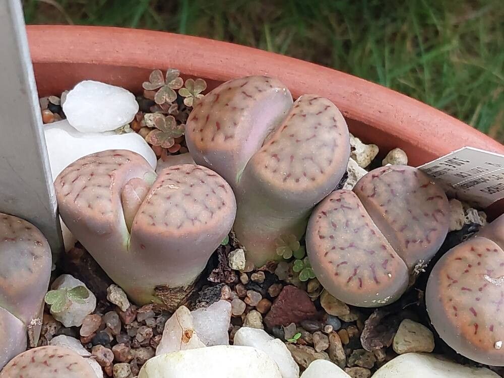 Lithops schwantesii flower