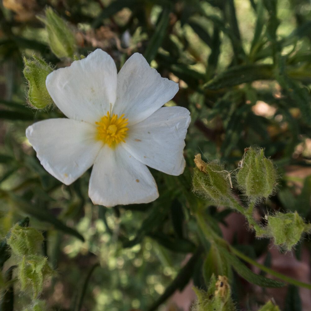 Cistus inflatus flower
