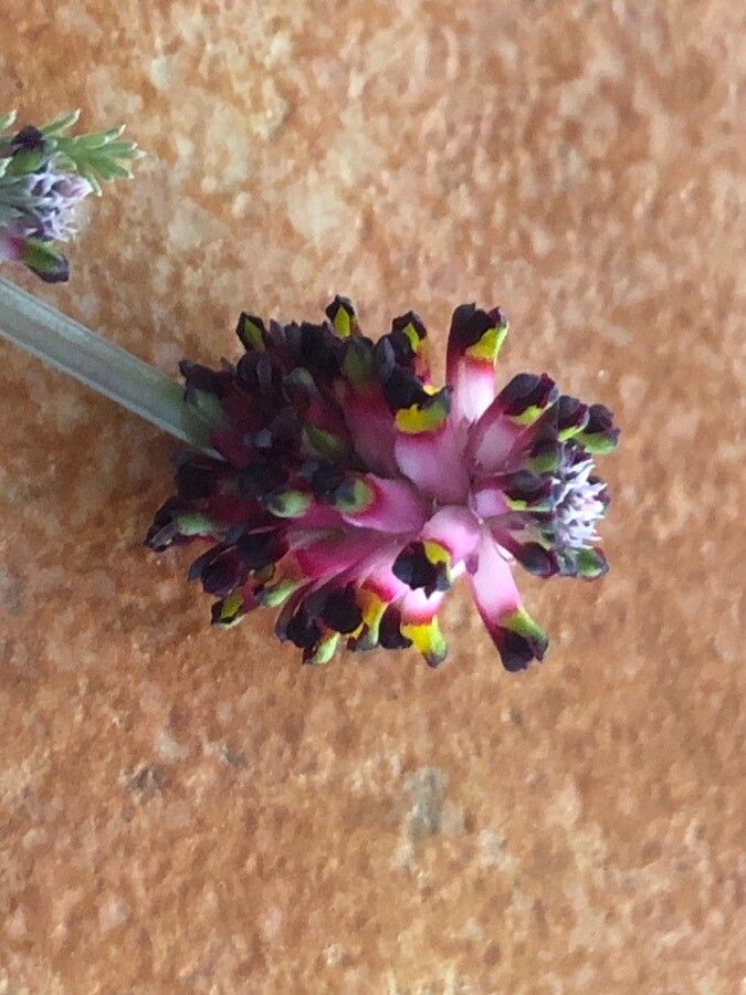 Platycapnos spicata flower