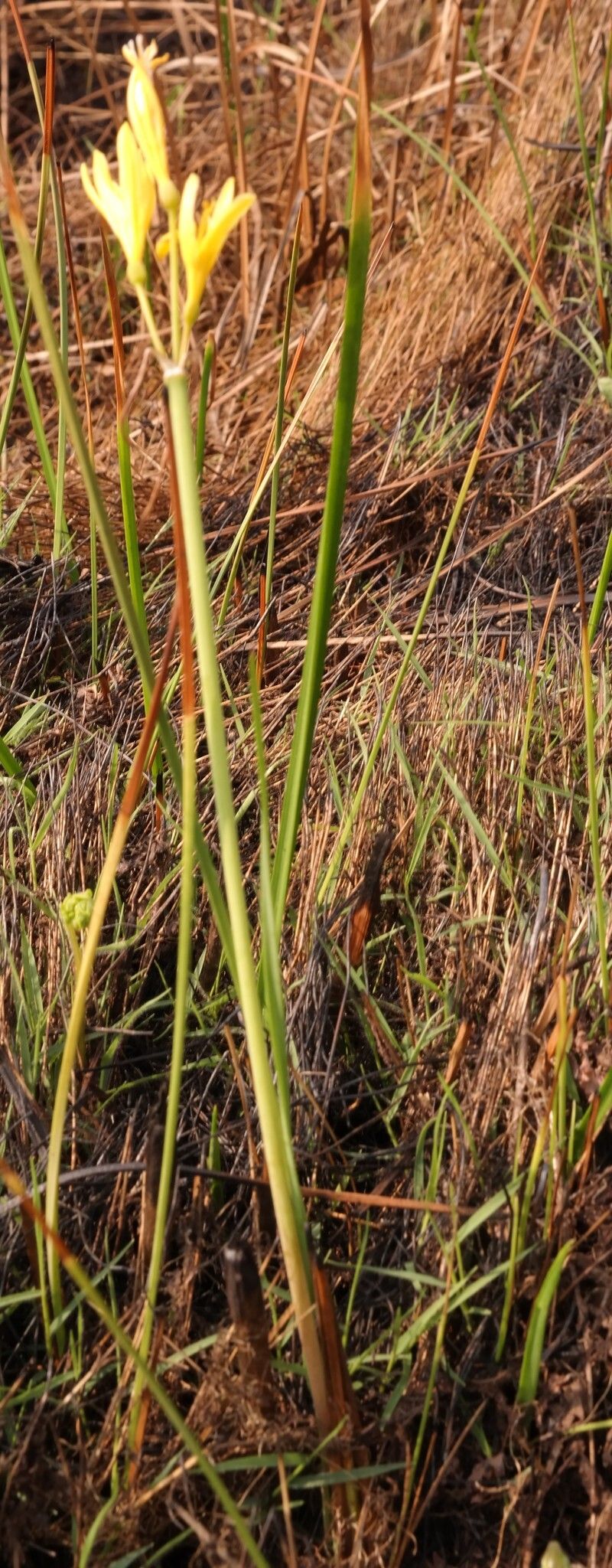 Cyrtanthus breviflorus habit