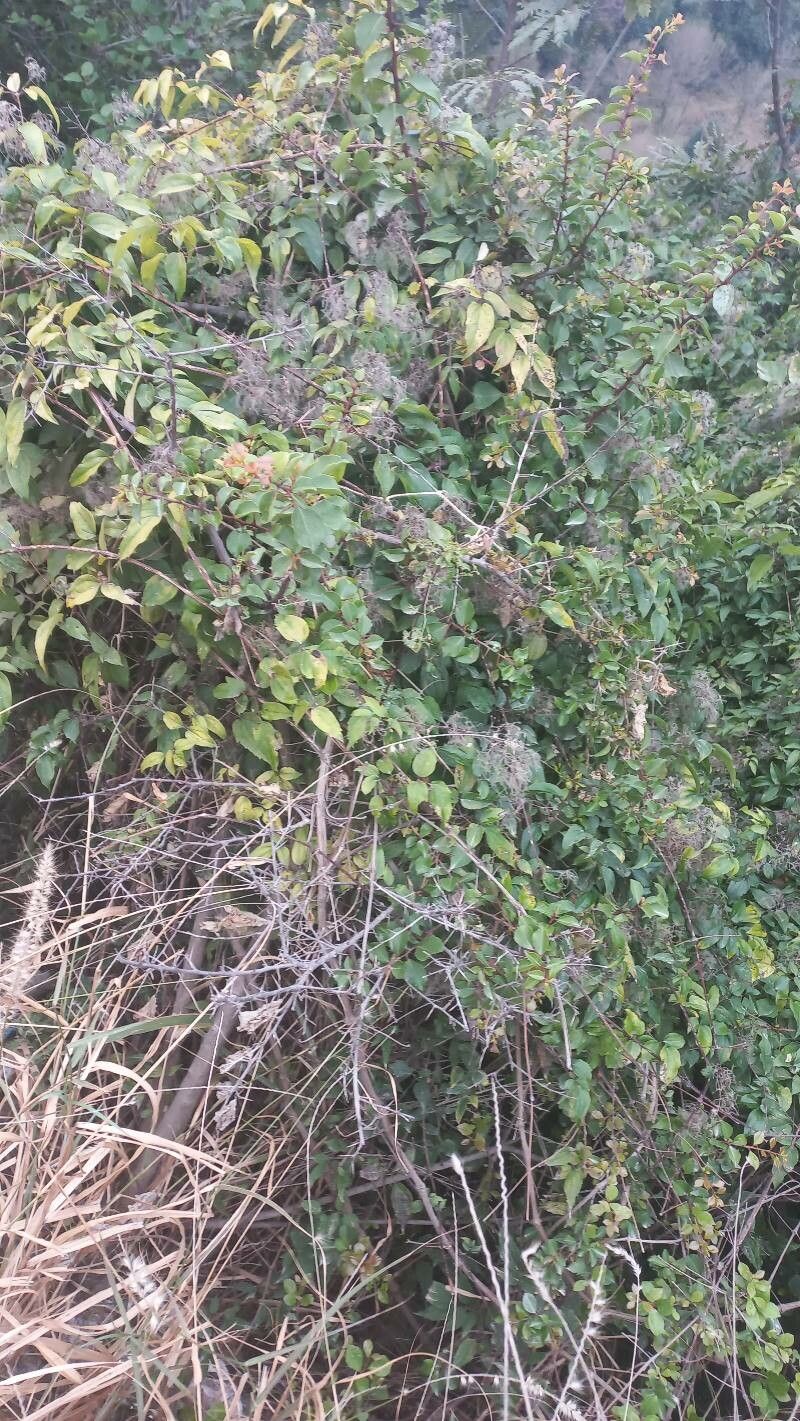 Berberis × brevifolia — houseplant care guide