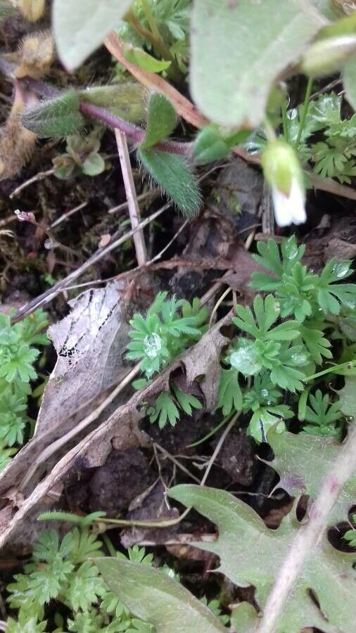 Aphanes arvensis leaf