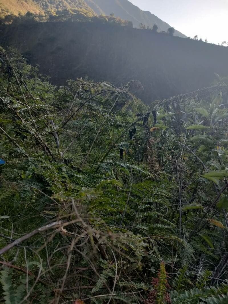 Coriaria ruscifolia habit