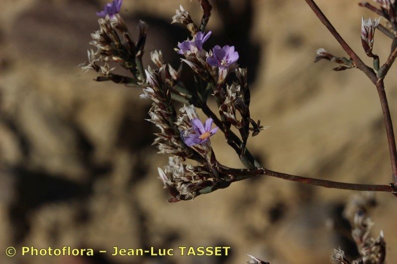 Limonium ruizii — houseplant care guide