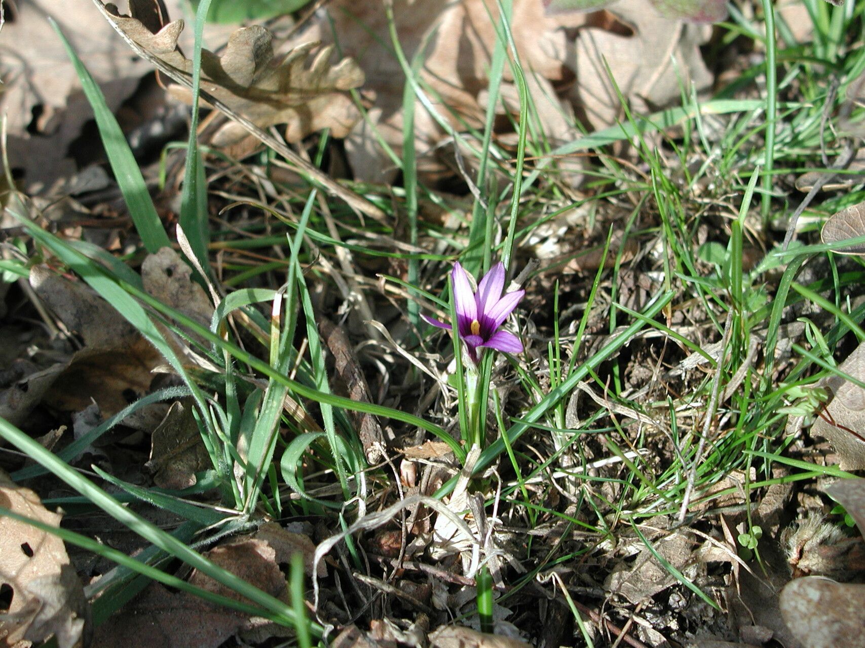 Romulea linaresii habit