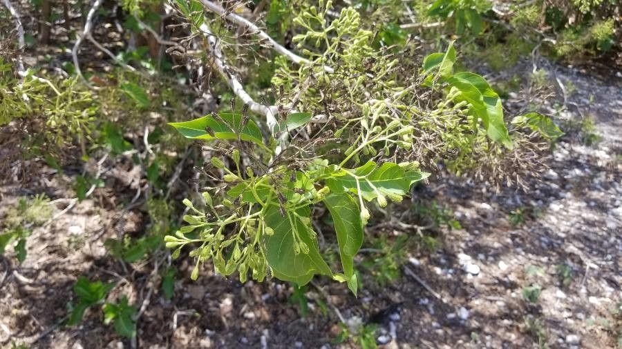 Pisonia grandis fruit