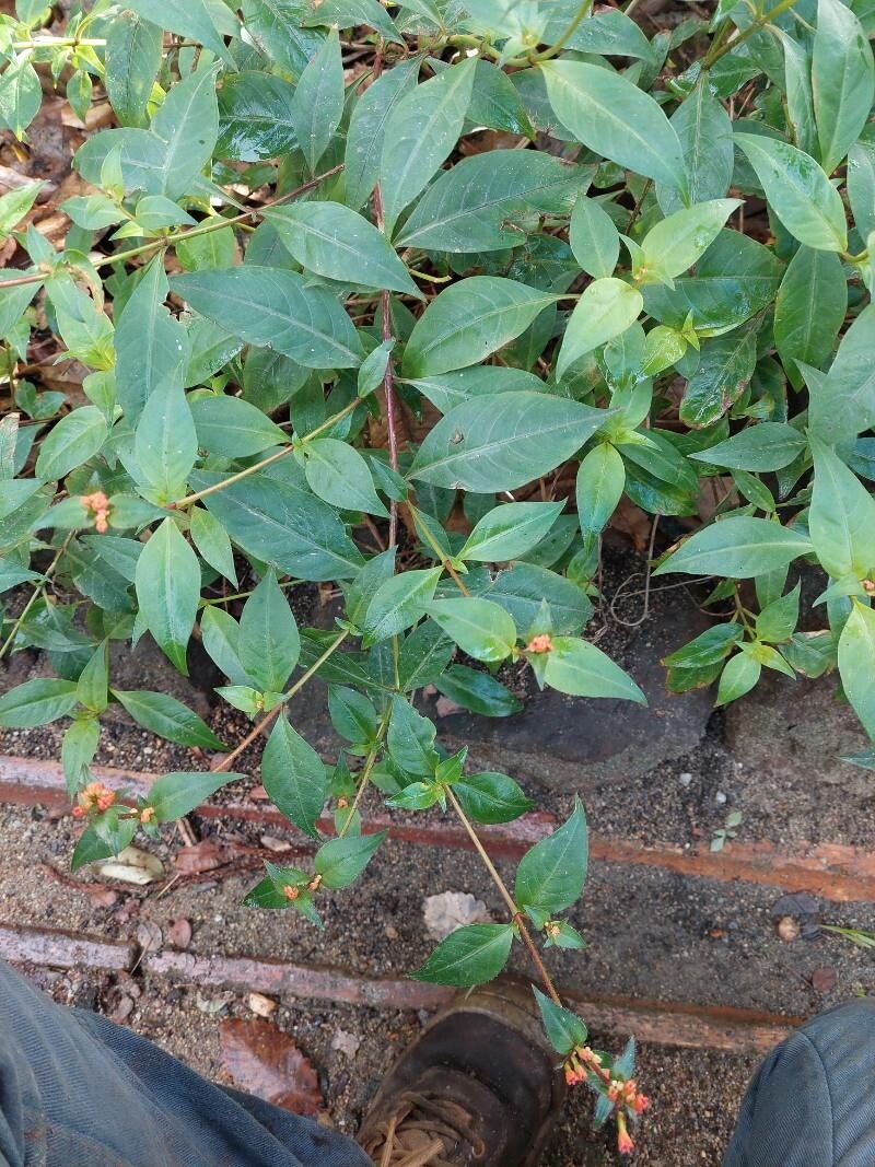 Cuphea subuligera habit