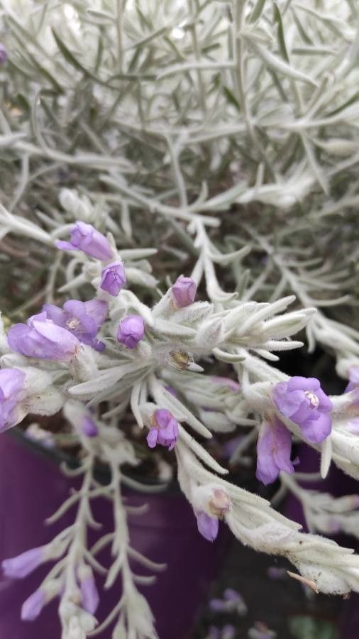 Eremophila nivea flower