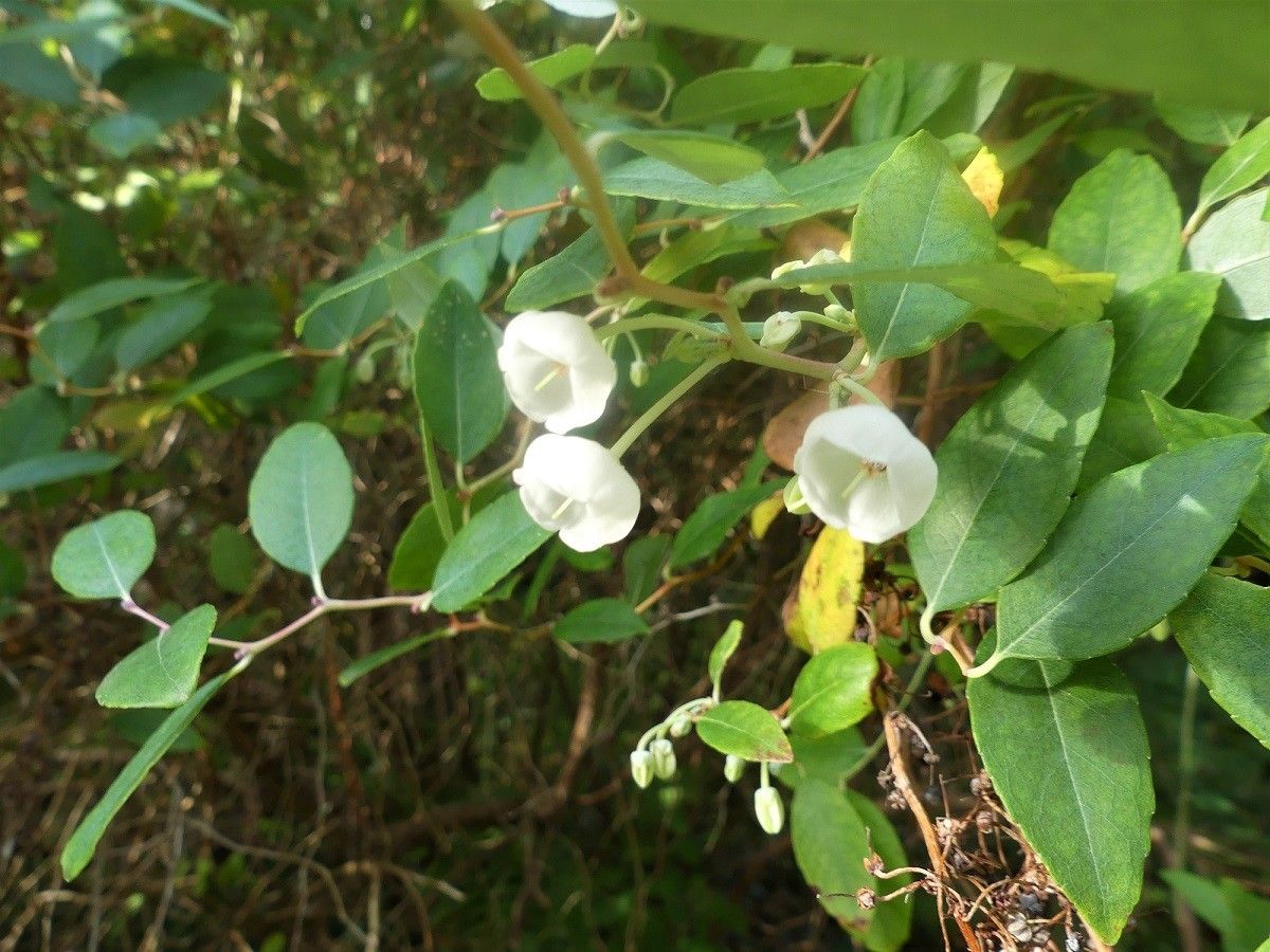 Zenobia pulverulenta flower