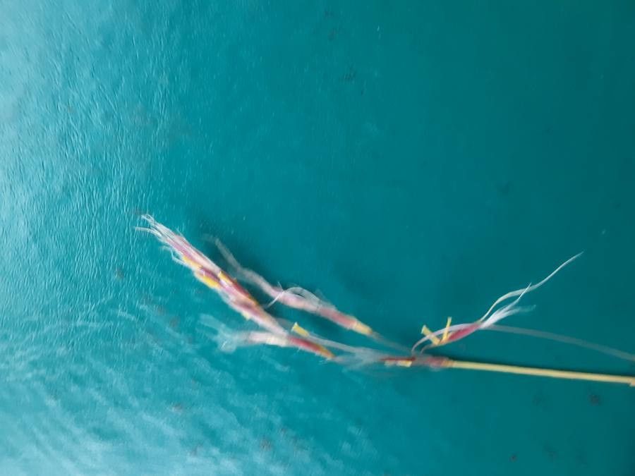 Chrysopogon plumulosus flower