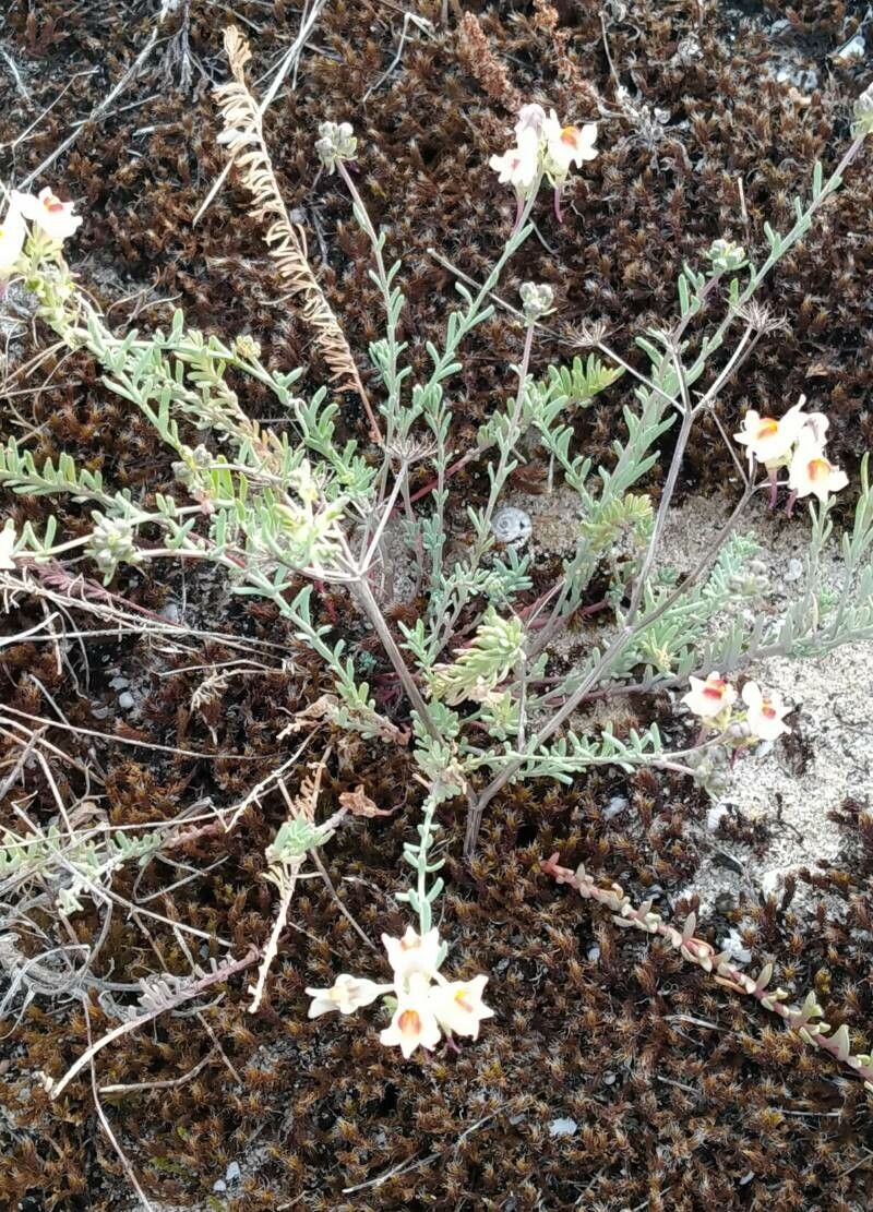 Linaria pedunculata — search result for 'Linaria'
