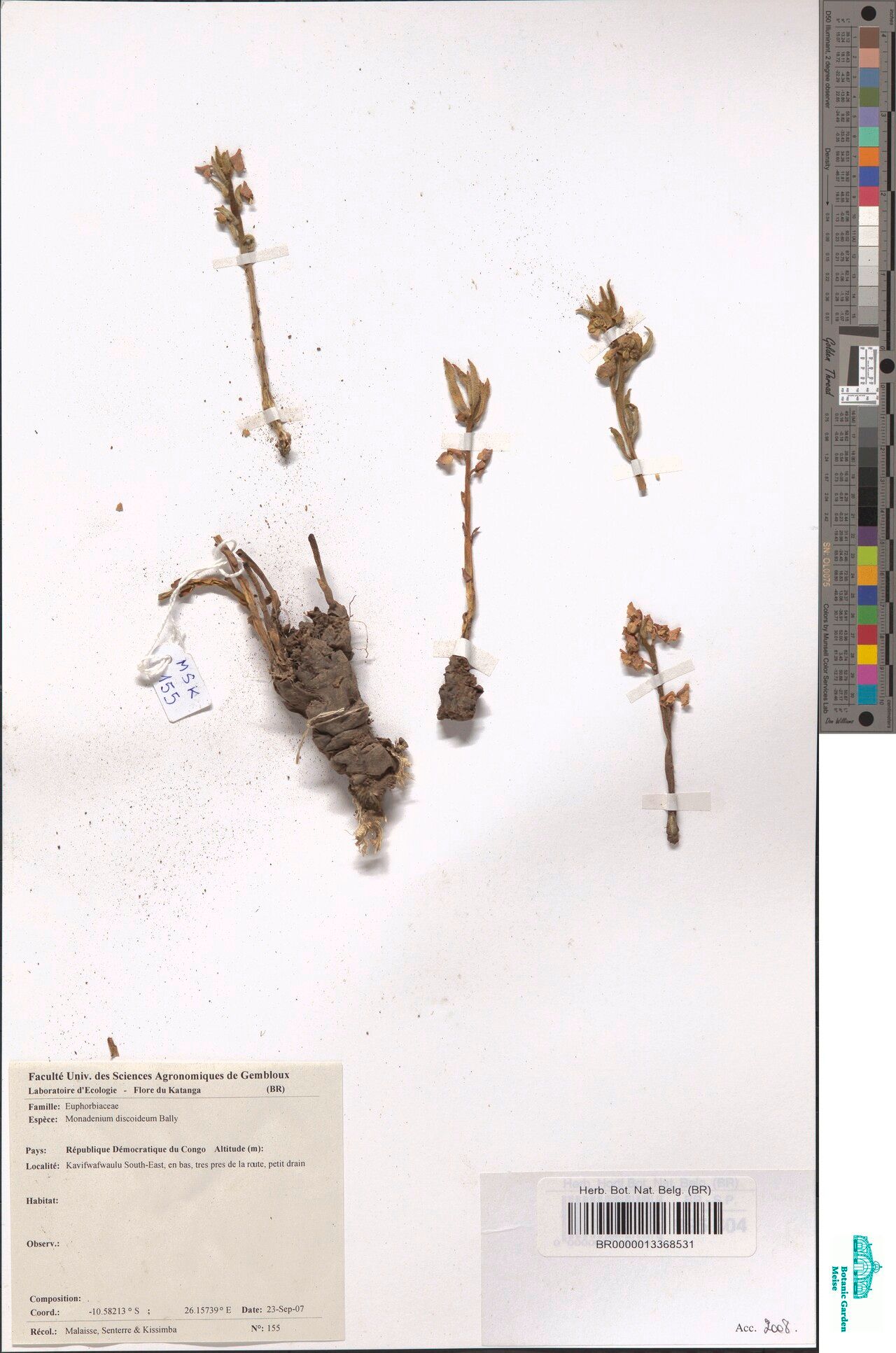 Euphorbia discoidea — houseplant care guide