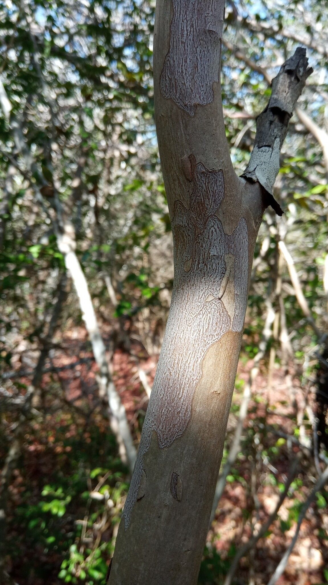 Myrciaria cuspidata bark