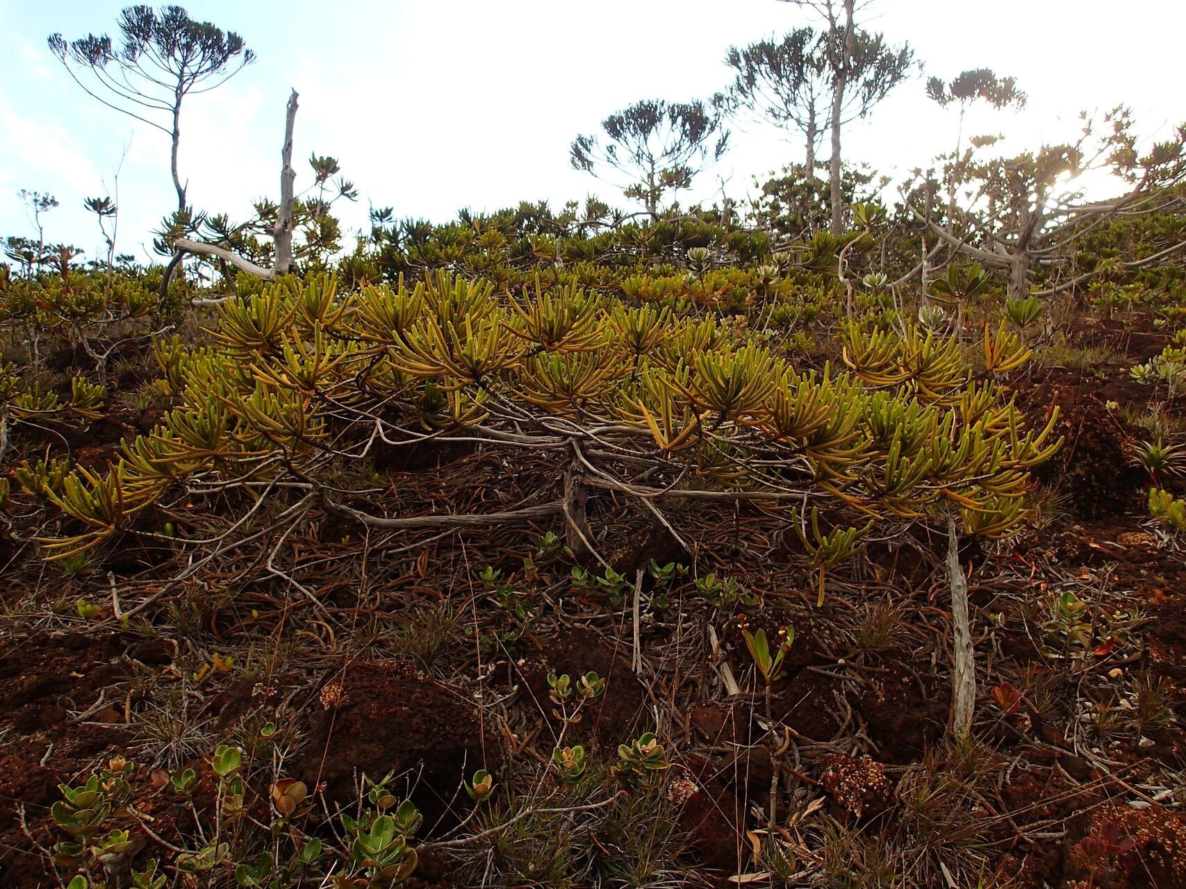 Callitris neocaledonica — search result for 'Cupressaceae'