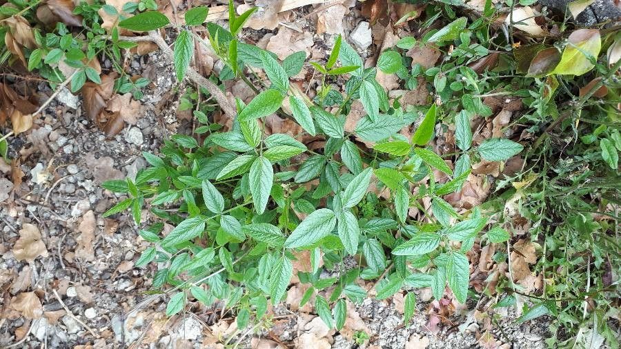 Bituminaria bituminosa habit