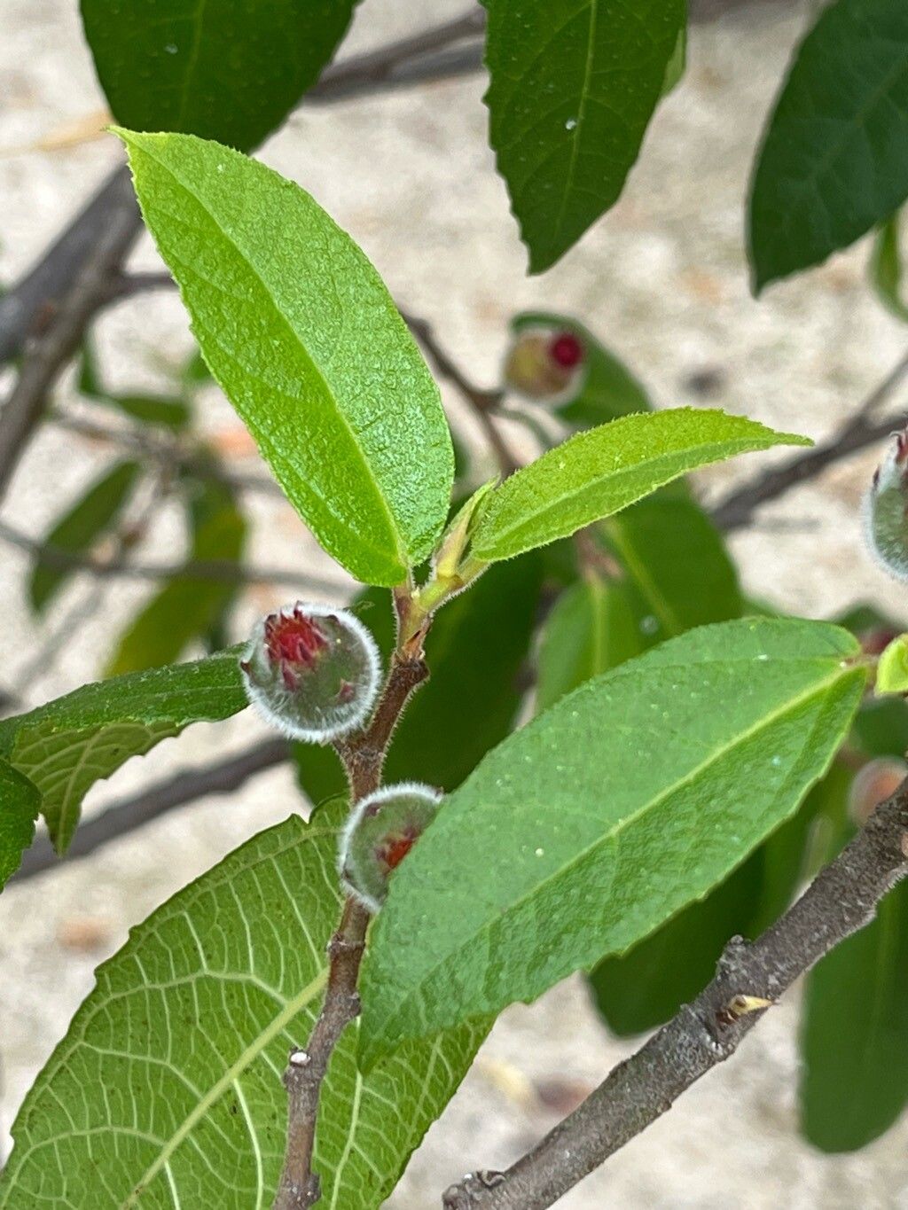 Ficus melinocarpa — houseplant care guide
