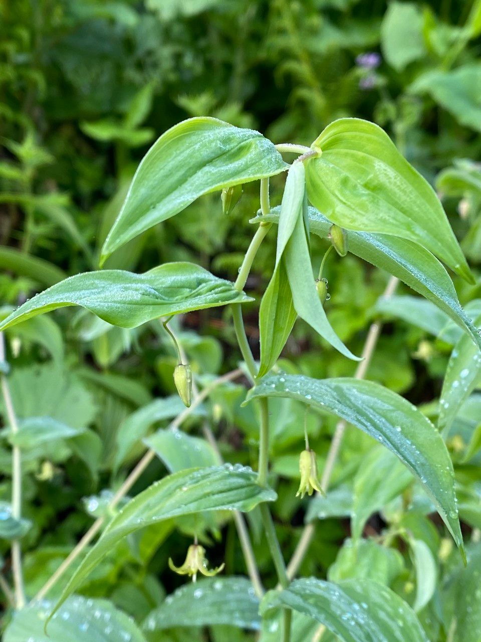 Streptopus amplexifolius flower