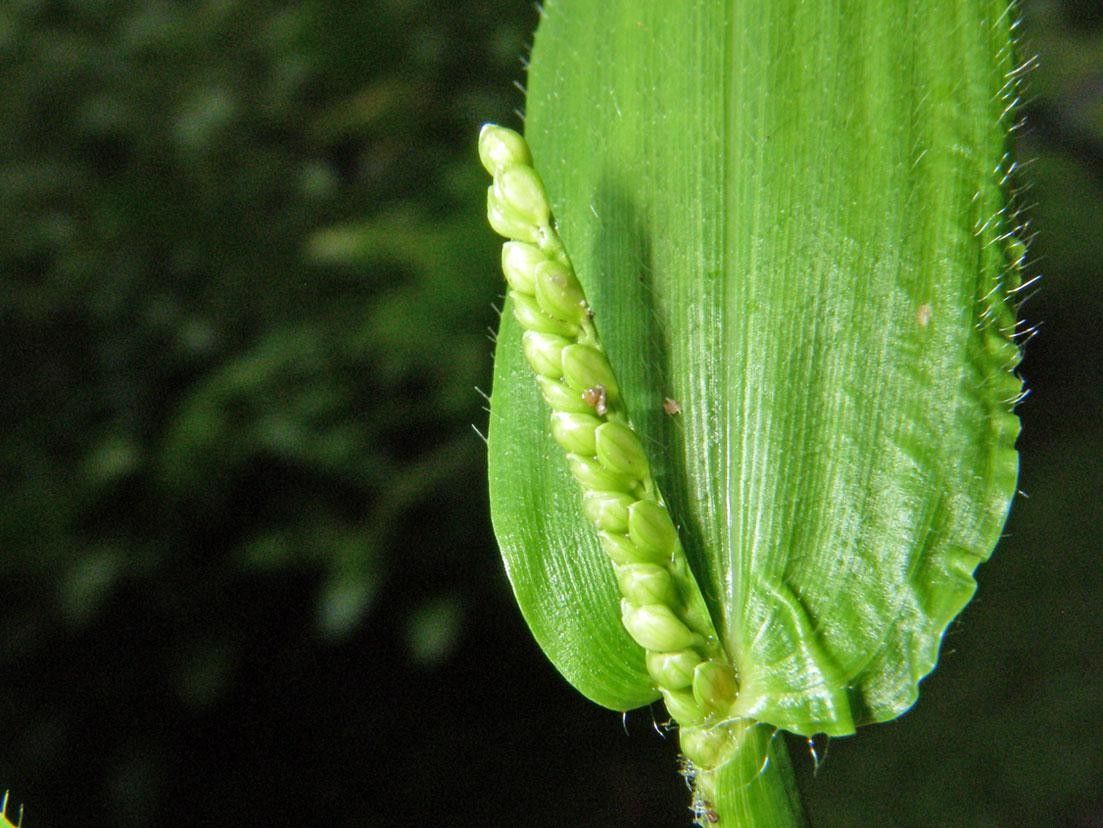 Paspalum decumbens — search result for 'Paspalum'