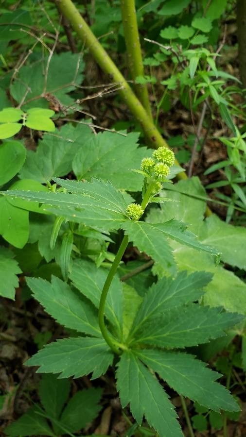 Sanicula marilandica flower