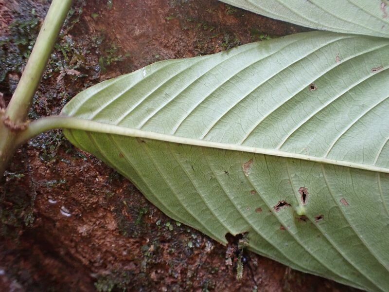 Pauridiantha floribunda leaf