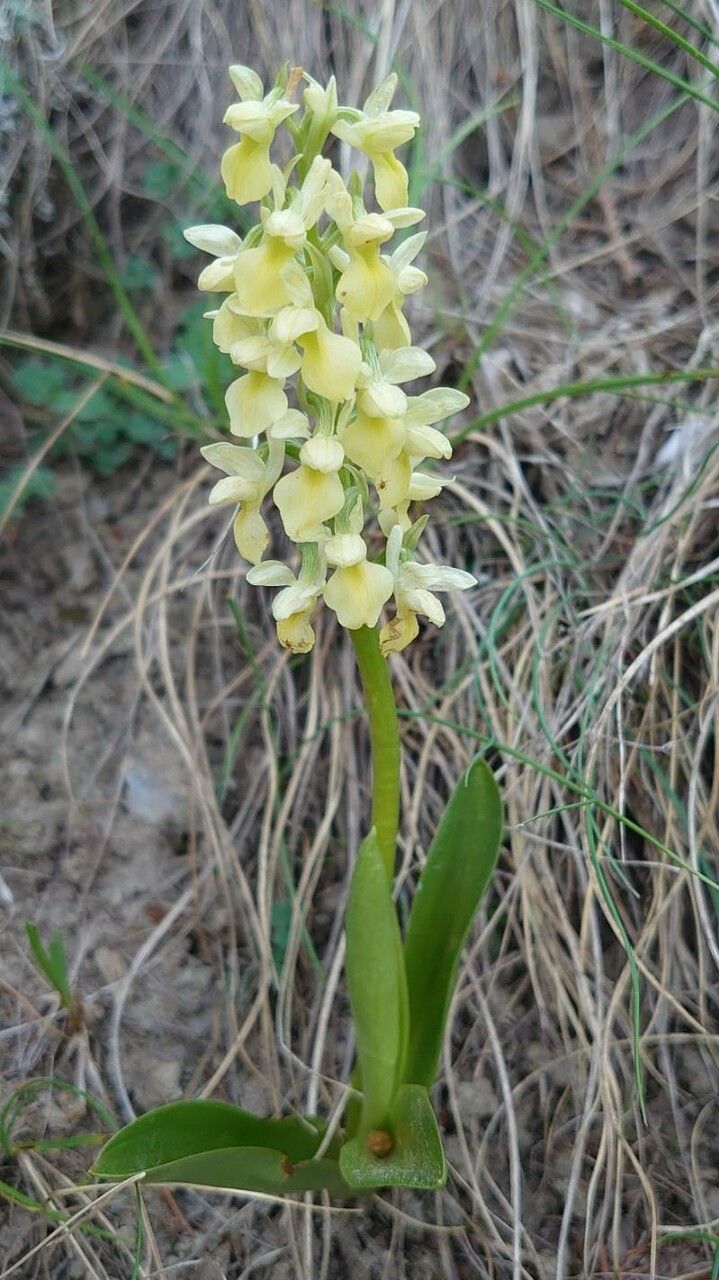 Orchis pallens habit