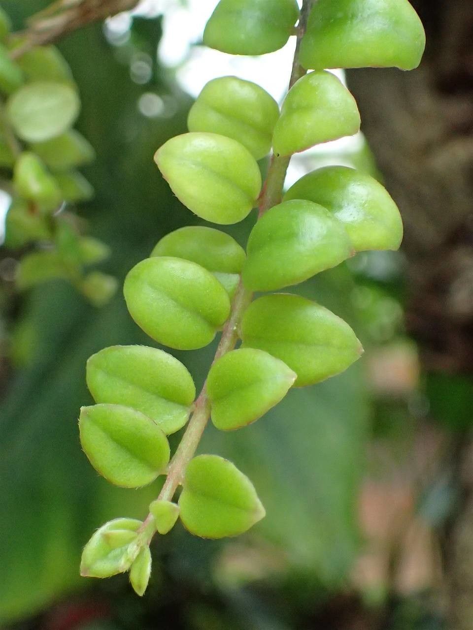 Columnea oerstediana — search result for 'Columnea'