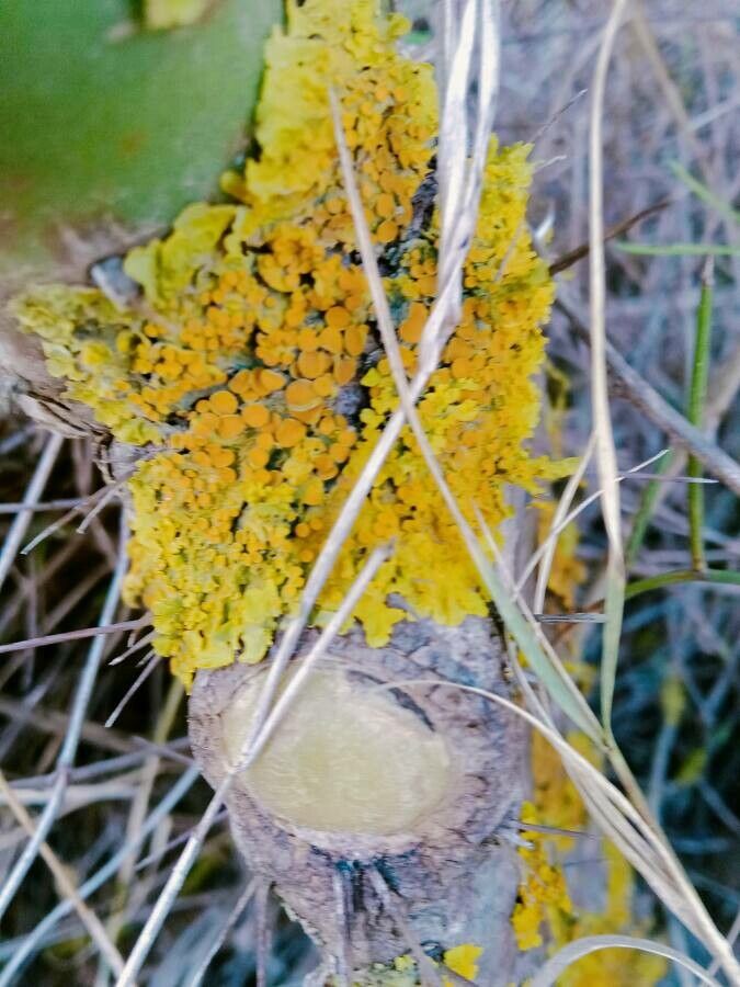 Dipterocarpus verrucosus — search result for 'Dipterocarpus'