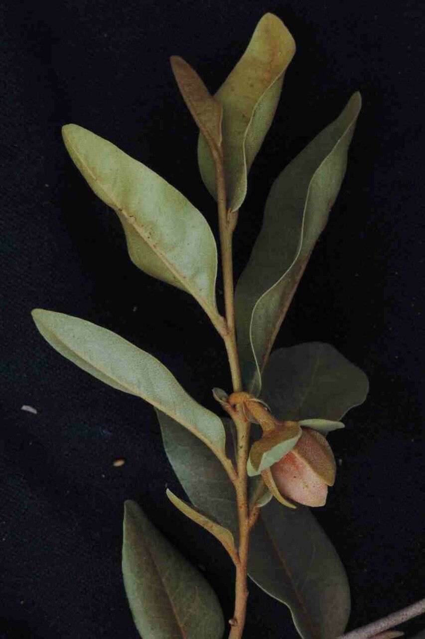 Duguetia furfuracea — houseplant care guide