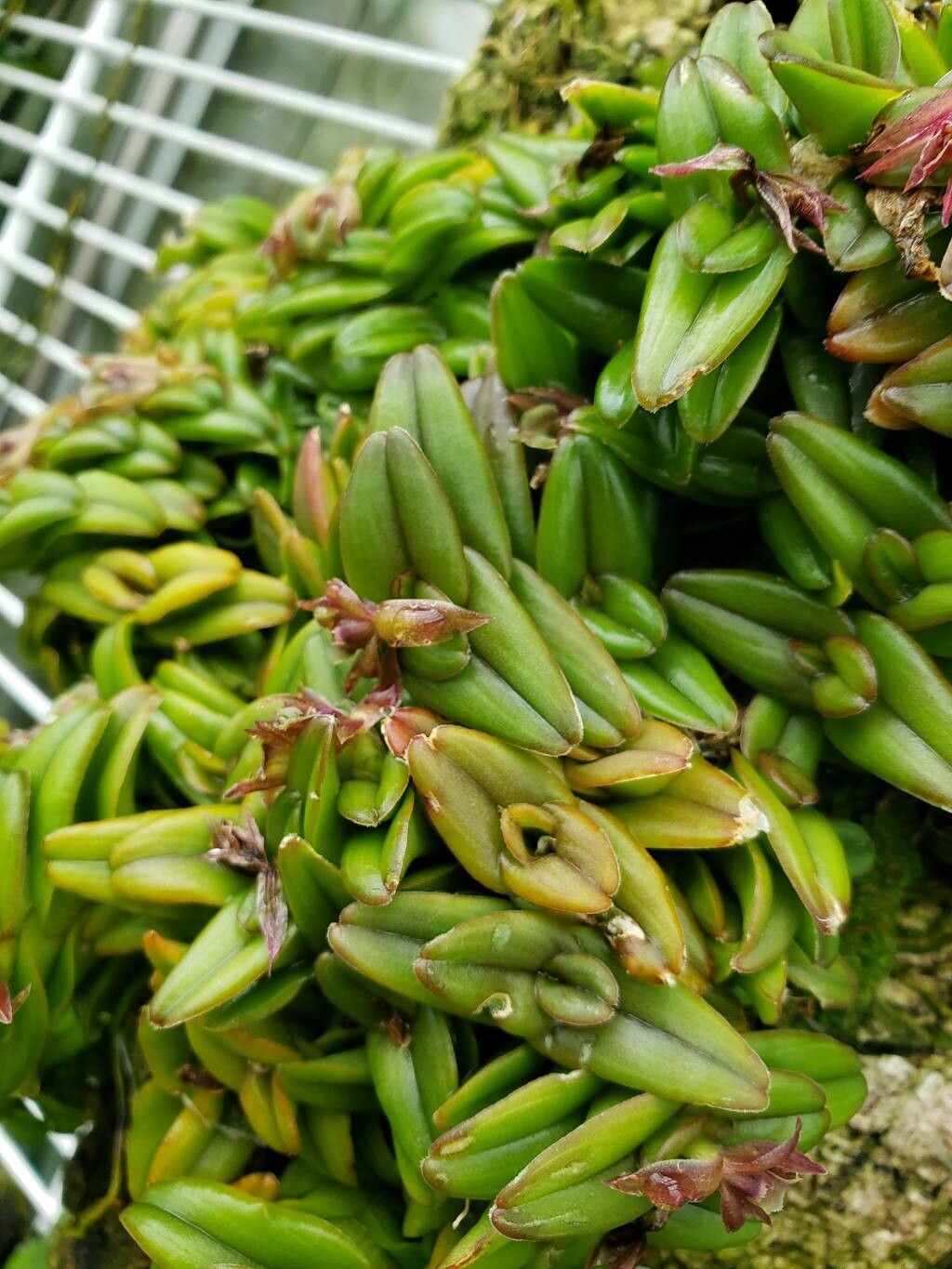 Epidendrum schlechterianum — search result for 'Epidendrum'