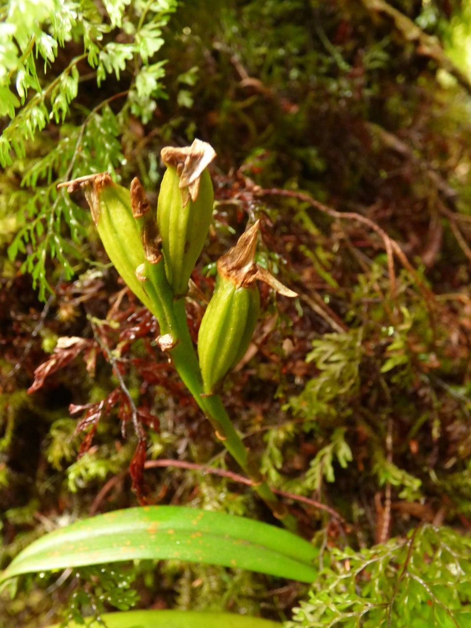 Bulbophyllum cylindrocarpum fruit