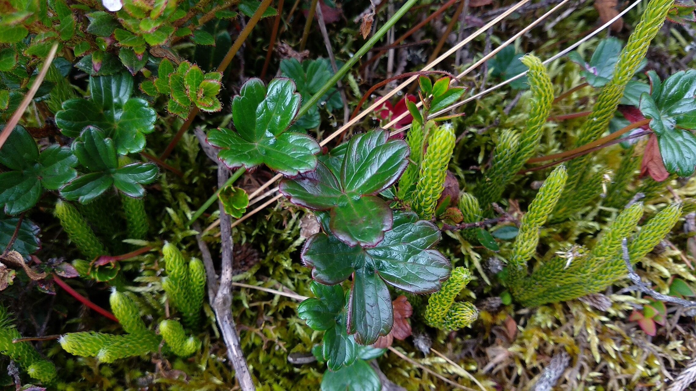 Geranium multiceps leaf