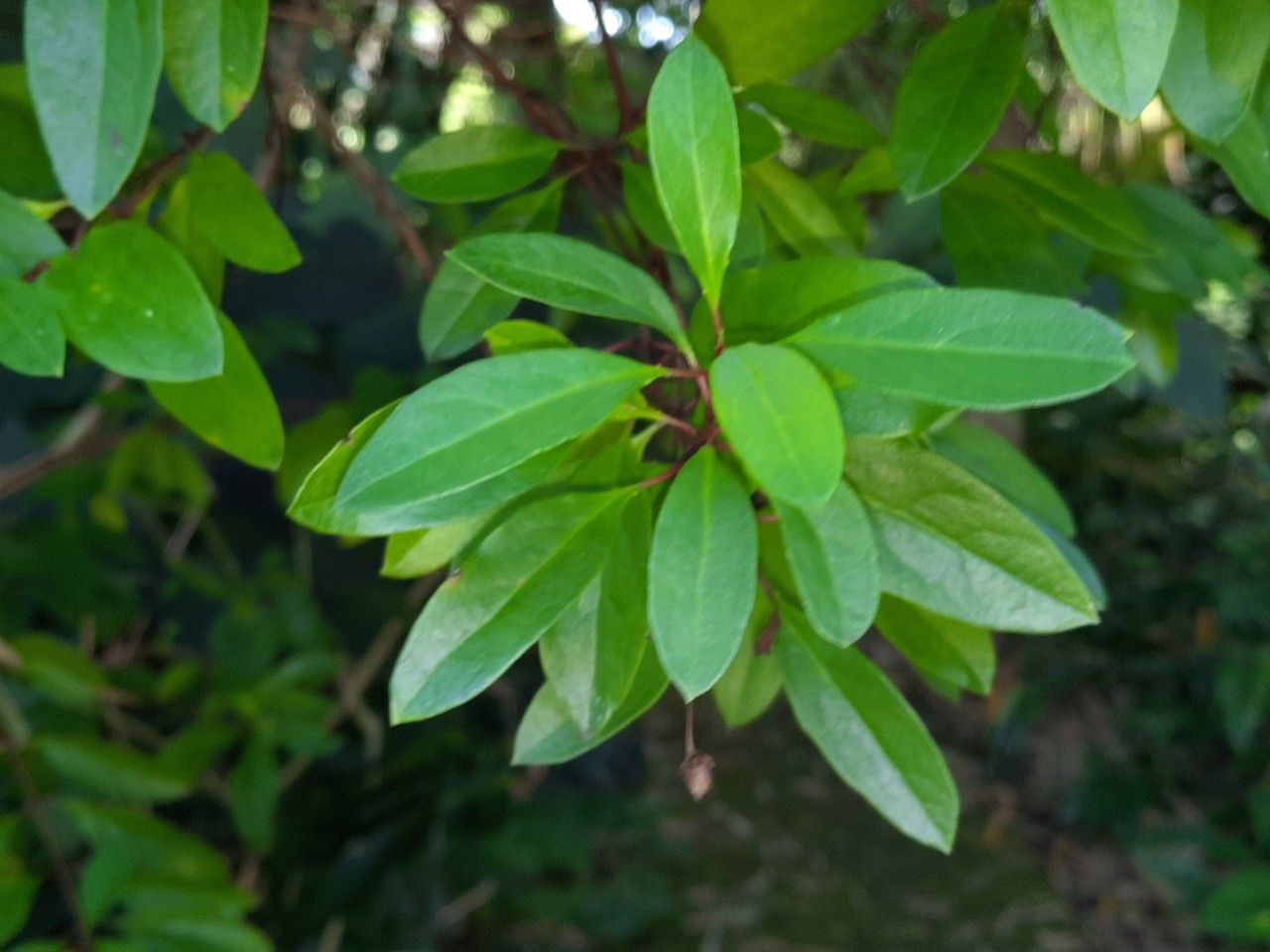 Galphimia glauca — search result for 'Malpighiaceae'