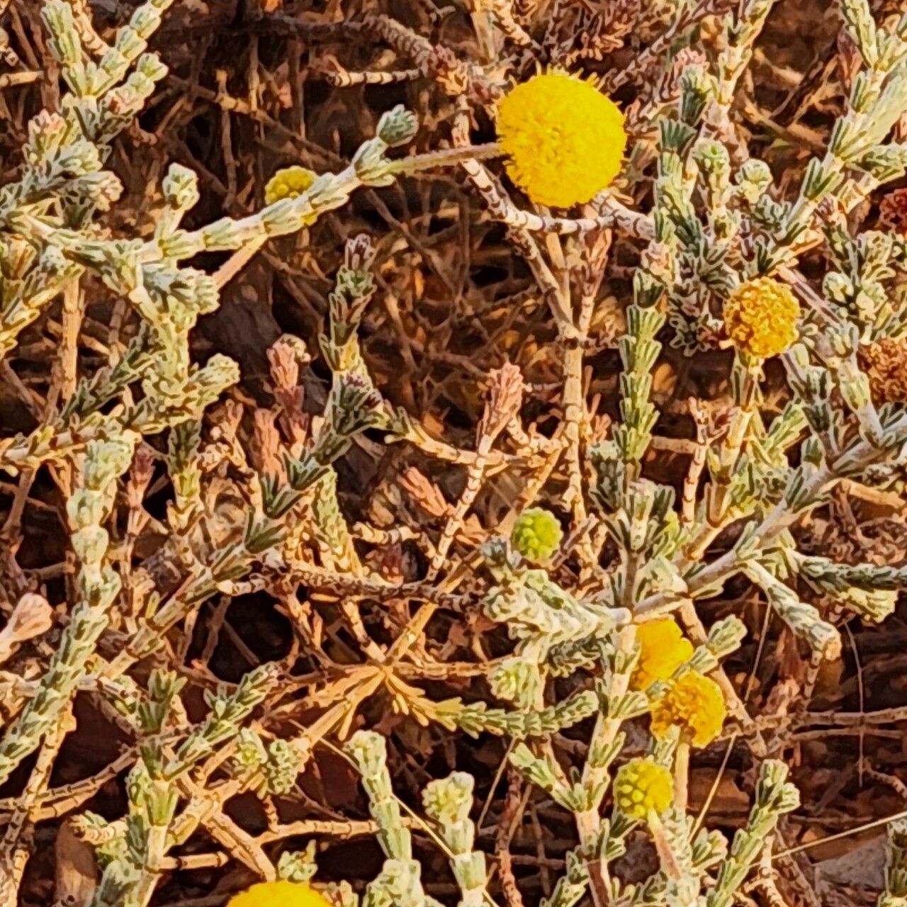 Acacia adoxa — houseplant care guide