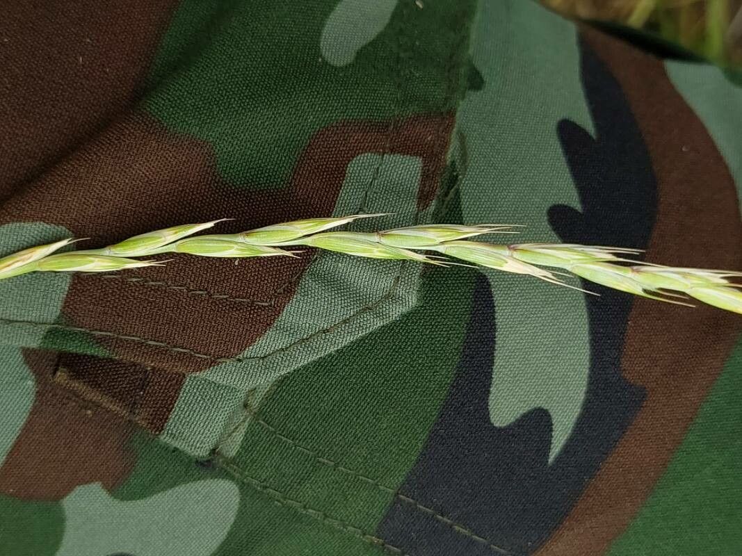 Elymus caninus fruit