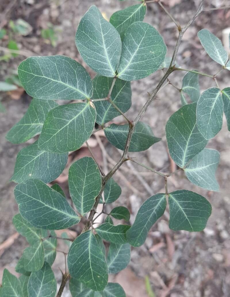 Pithecellobium dulce leaf