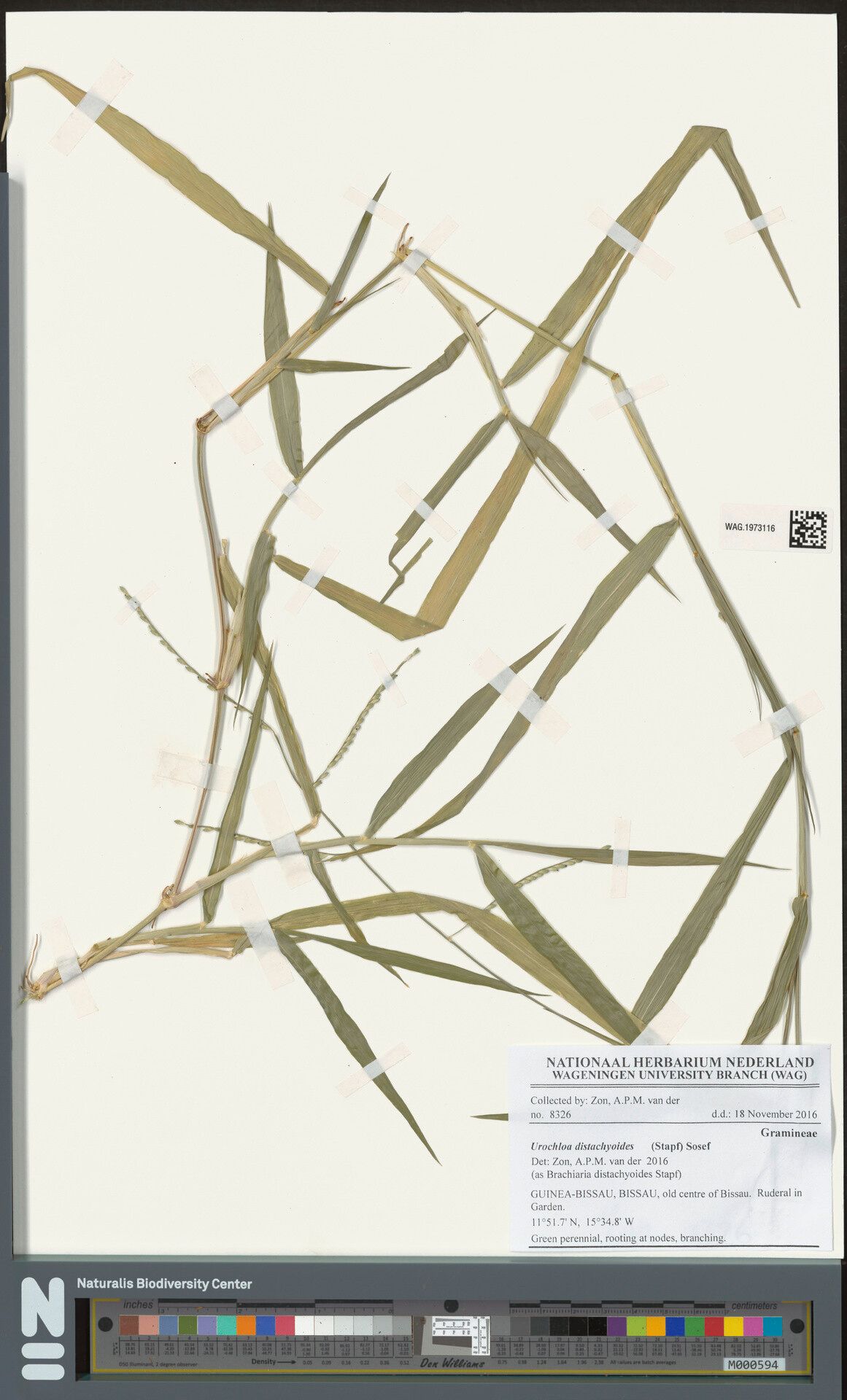 Urochloa distachyoides — houseplant care guide