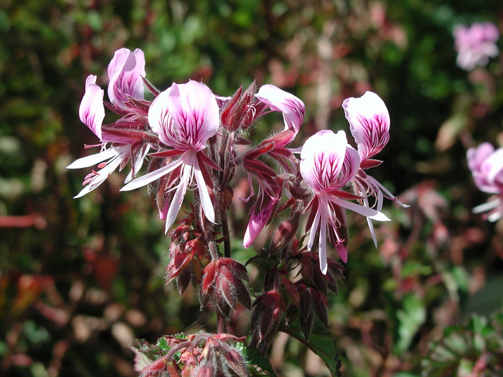 Pelargonium cordifolium flower