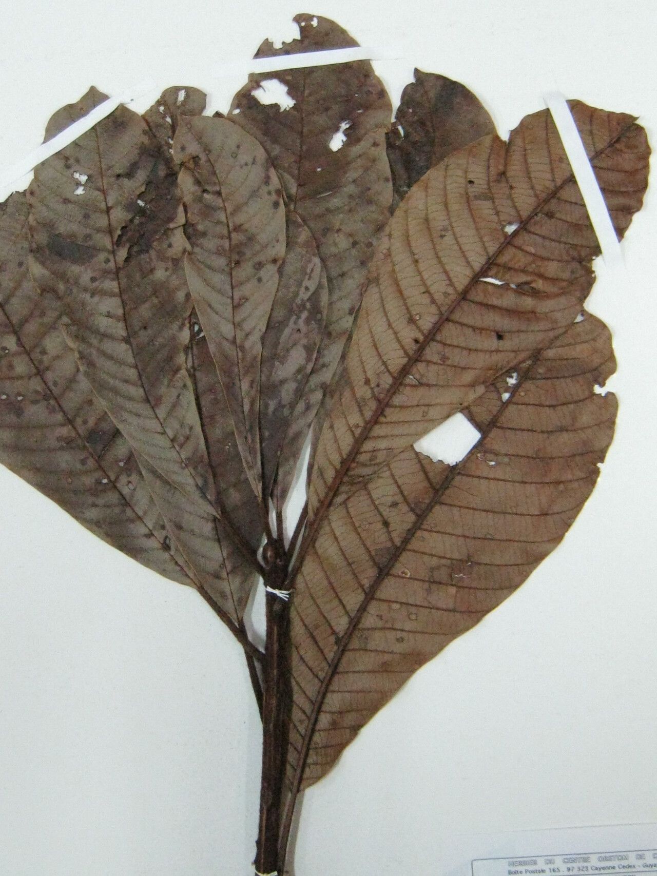 Pradosia verticillata other