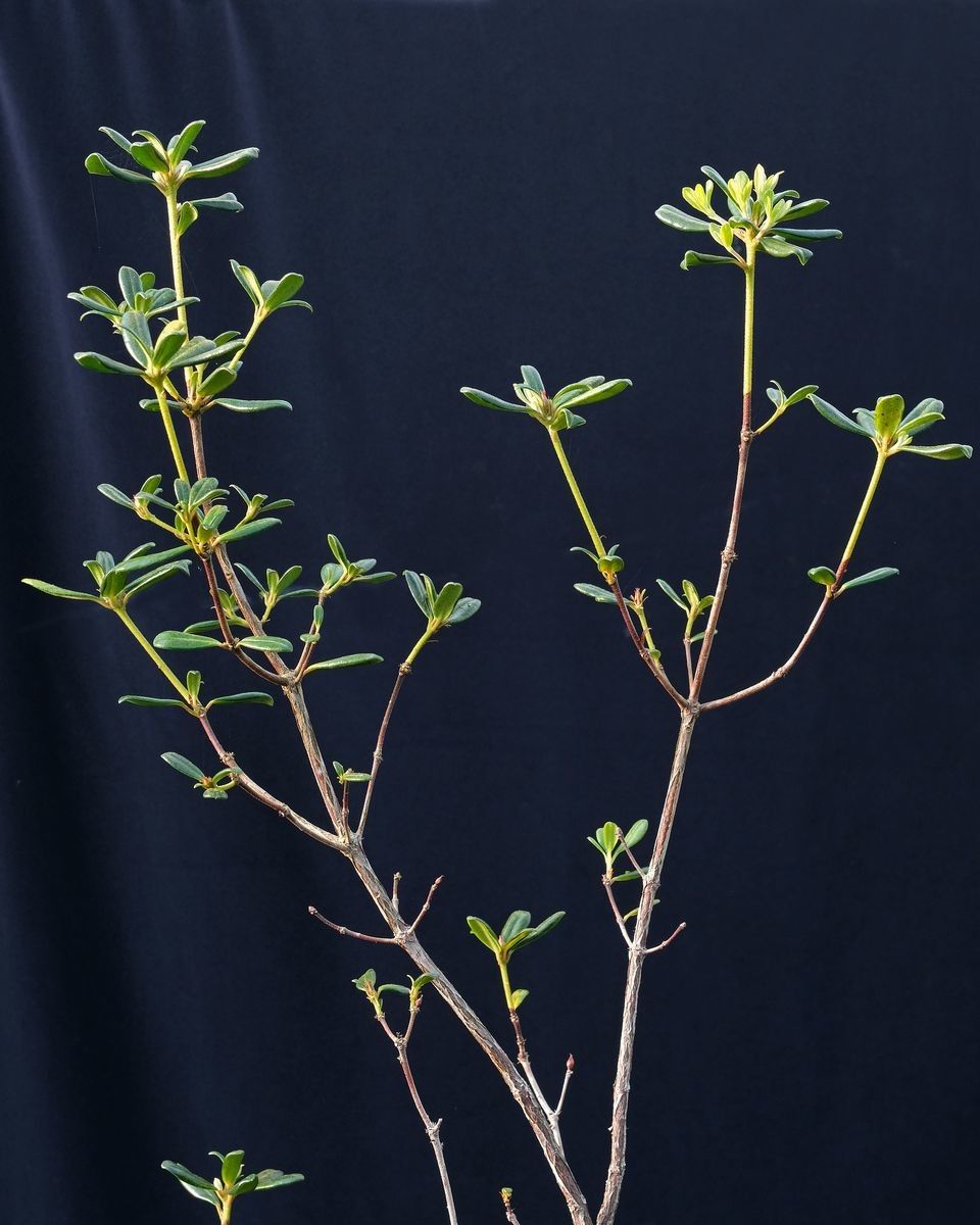 Rhododendron vitis-idaea — search result for 'Vitis'