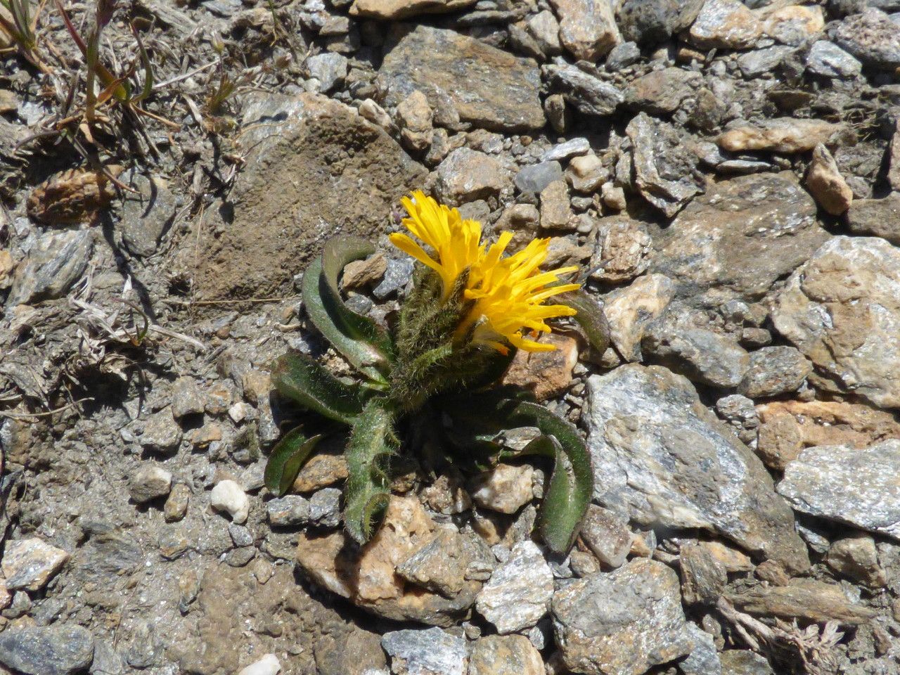 Crepis rhaetica habit