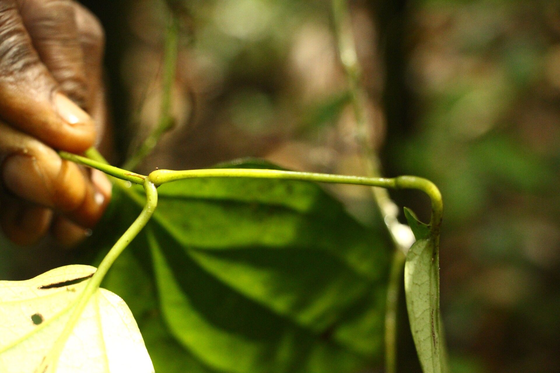 Piper guineense — search result for 'Benin'