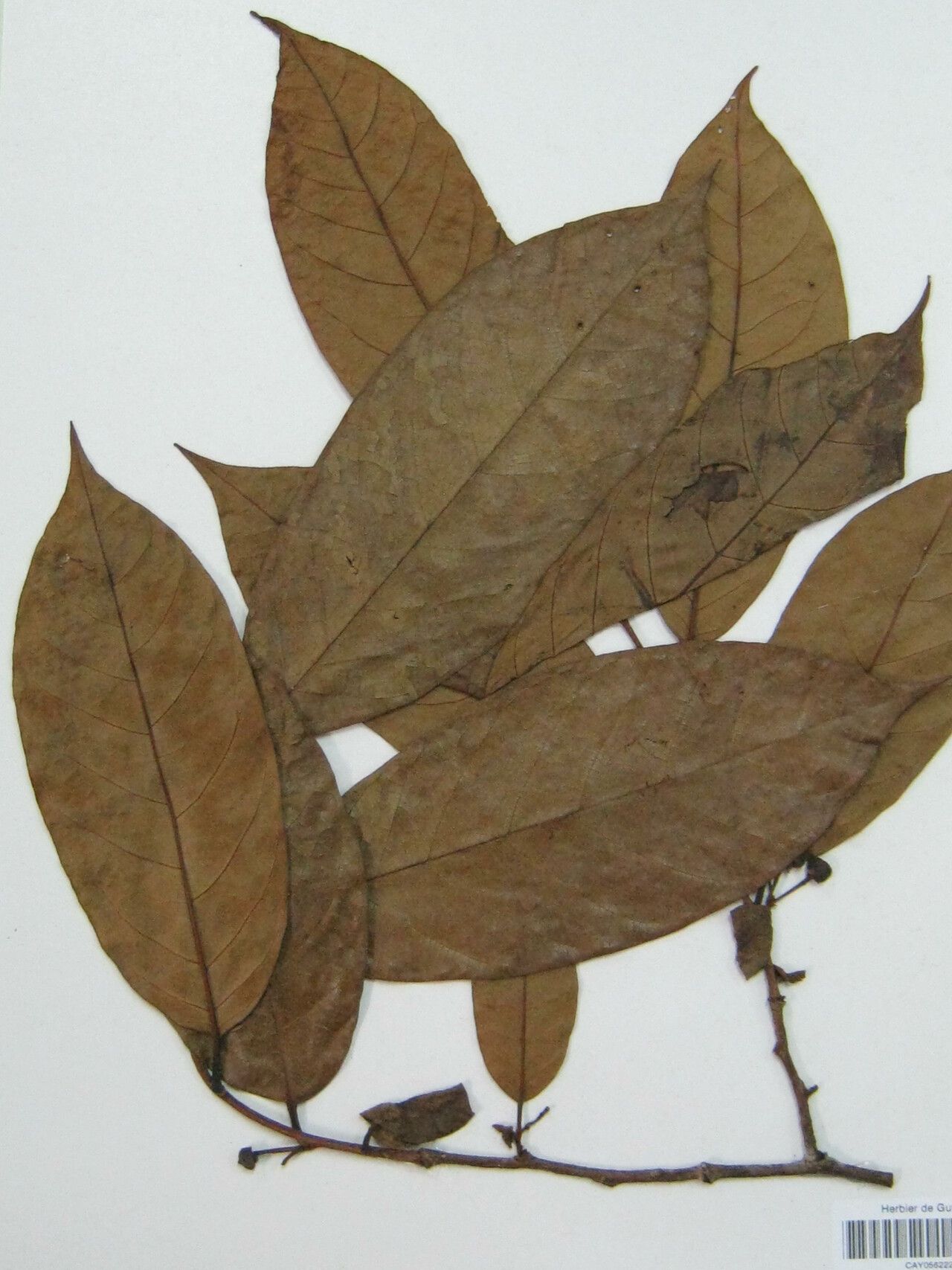 Annona symphyocarpa other