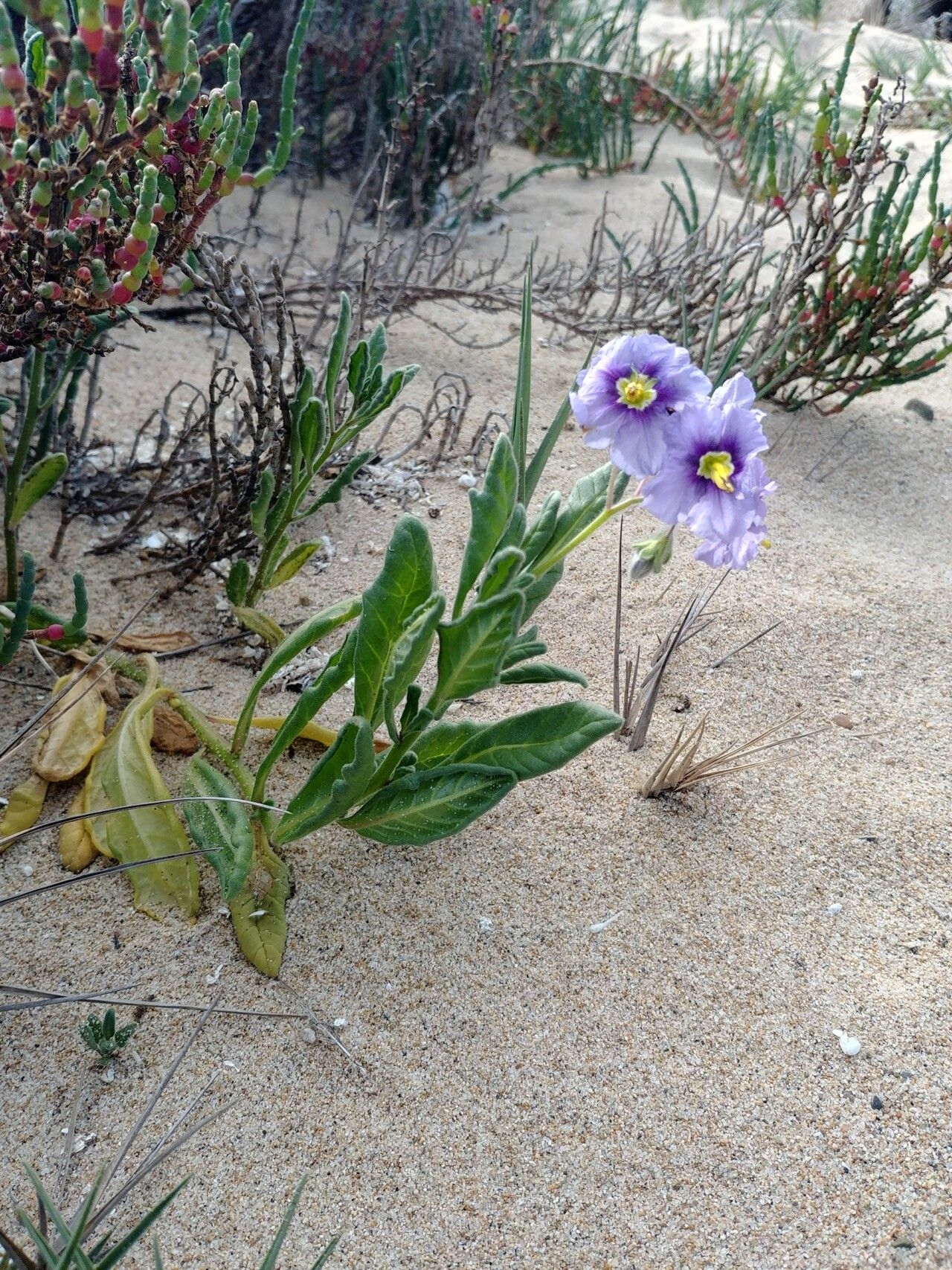 Solanum indivisum — houseplant care guide