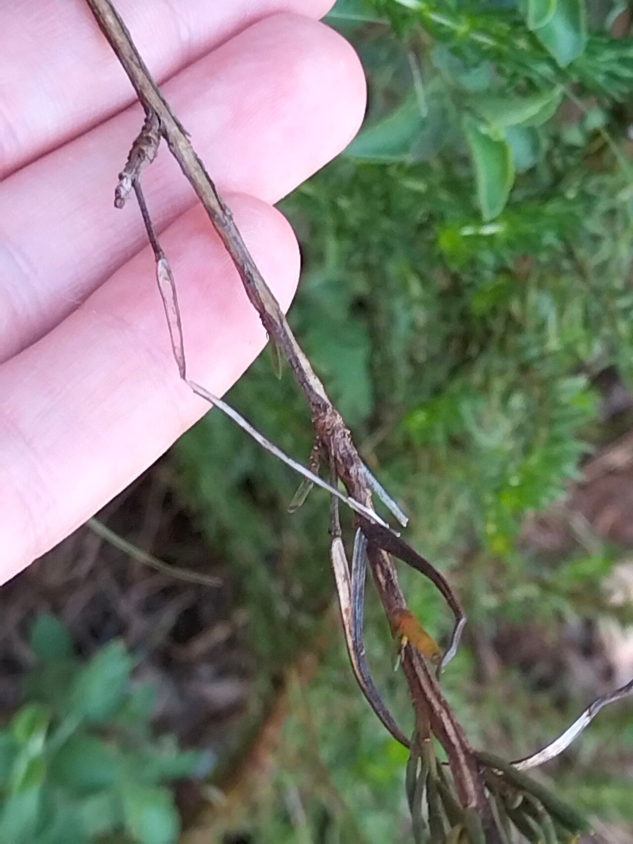 Heliophila scoparia bark