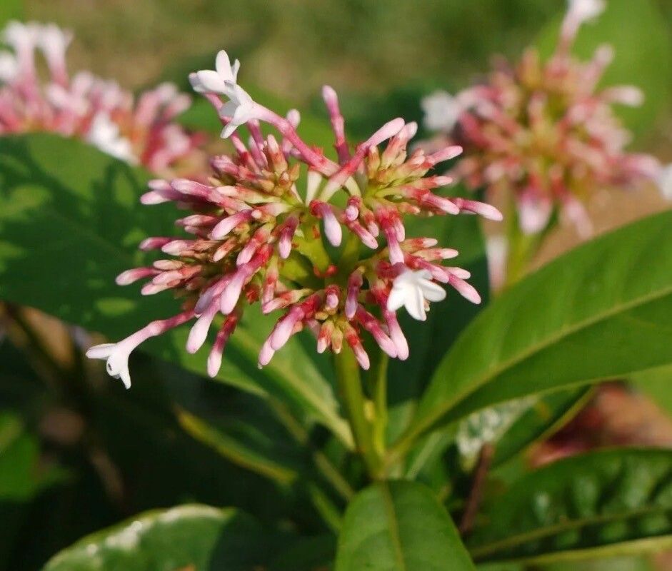 Rauvolfia serpentina flower