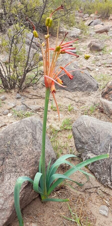 Hieronymiella argentina habit